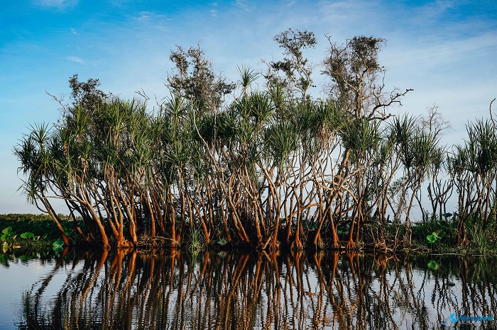 1 Kakadu