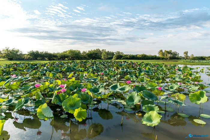 11 Kakadu