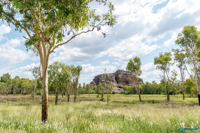 12 Kakadu