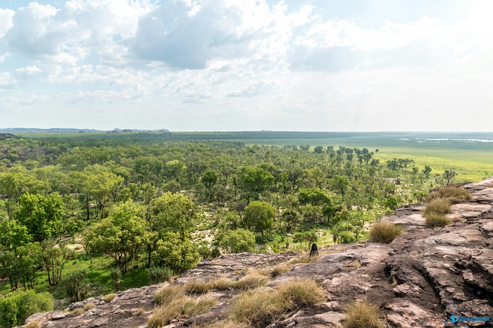 14 Kakadu