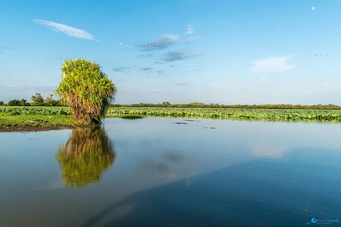 17 Kakadu