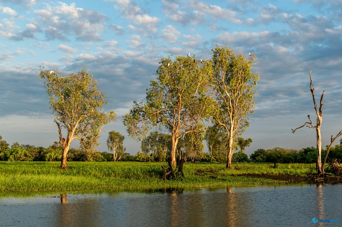 18 Kakadu